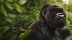 Gorilla Story: Told By David Attenborough OTT Release: Find Out The Platform And Release Timeline