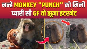 Viral Video: Baby Monkey ‘Punch’ Finds a GF, Adorable Clip Wins Hearts Online!