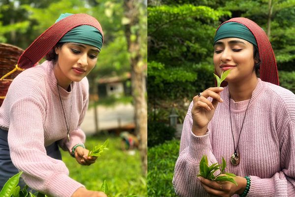 ಕೇರಳದಲ್ಲಿ ಟೀ ಕೊಯ್ಲು ಮಾಡಿ ಸಂಭ್ರಮಿಸಿದ ಸಂಗೀತಾ ಶೃಂಗೇರಿ