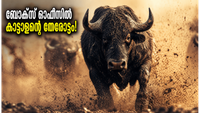 ബോക്സ് ഓഫീസിൽ കാട്ടാളന്റെ തകർപ്പൻ തുടക്കം! ആന്റണി വർഗീസിന്റെ മാസ് എൻട്രിയിൽ ഞെട്ടി പ്രേക്ഷകർ!