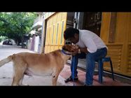 ಪ್ರೀತಿಯ ಅರ್ಜುನ್ ವಿಧಿವಶ; ದು:ಖತಪ್ತ ಜಗ್ಗೇಶ್