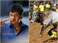'ಗೂಳಿ' ಪಳಗಿಸಲಿದ್ದಾರಂತೆ ಸೆಂಚುರಿ ಸ್ಟಾರ್ ಶಿವರಾಜ್ ಕುಮಾರ್!