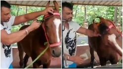 ವಿಡಿಯೋ ವೈರಲ್: ಕುದುರೆ ಆರೈಕೆಯಲ್ಲಿ ಡಿ ಬಾಸ್ ದರ್ಶನ್ 