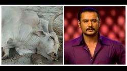 ಅನಾರೋಗ್ಯಕ್ಕೆ ತುತ್ತಾಗಿದ್ದ ದಾಸ ದರ್ಶನ್ ನೆಚ್ಚಿನ ಬಸವ ಇನ್ನಿಲ್ಲ 
