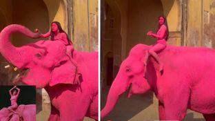 हाथी को रंगा गुलाबी, बॉडी पर कलर पोतकर ऊपर बैठ गई मॉडल, रशियन फोटोग्राफर की हरकत से मचा बवाल