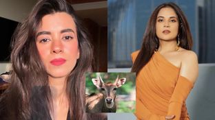 नीलगाय के साथ हुआ कुछ ऐसा, आगबबूला हो उठीं ऋचा चड्ढा और सबा आजाद, क्या है मामला? नीलगाय के साथ हुआ कुछ ऐसा, आगबबूला हो उठीं ऋचा चड्ढा और सबा आजाद, क्या है मामला?