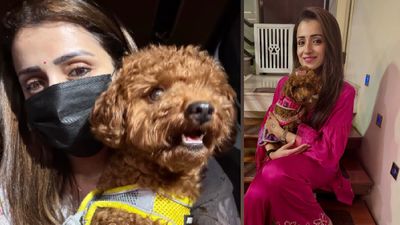 Trisha: கோயிலுக்குள் நாயை அழைத்துச் சென்றாரா த்ரிஷா?.. இப்படி சர்ச்சையில் சிக்கீட்டாரே!