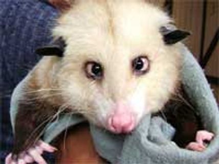 Germany’s cross-eyed possum predicts top Oscar winners