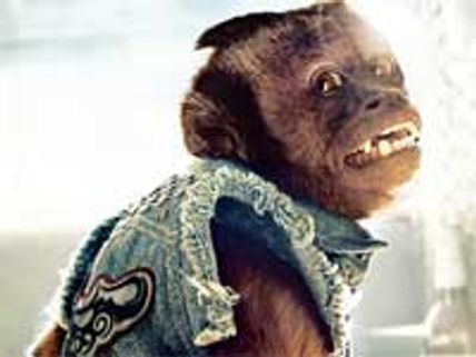 Hangover Part II monkey is not cocaine addict: Todd Phillips