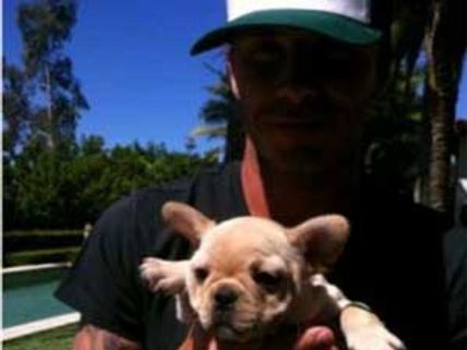 Beckhams welcome a new member to their family