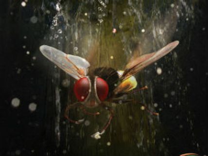 Eega trailer - An insect's revenge upon Sudeep