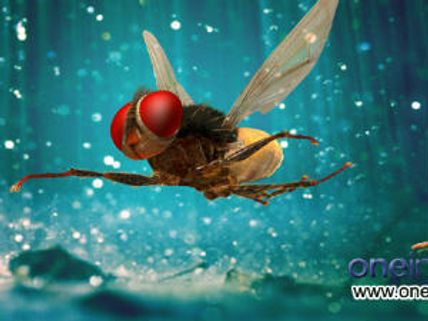 SS Rajamouli's Eega gets very good reviews for film critics