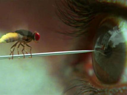 Eega success sparks fight between Telugu-Kannada viewers