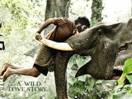 Studio Green eyes Kumki