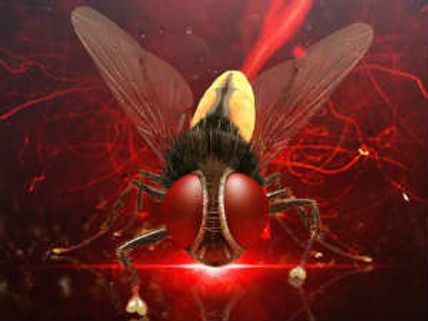 Eega is not a copy of Cockroach: SS Rajamouli