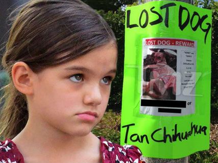 Holmes Offers $1,000 Reward After Suri's Pet, Chihuahua Goes Missing