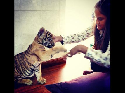 Wow! Salman Khan's Sister Arpita Khan Poses With Tiger Cub