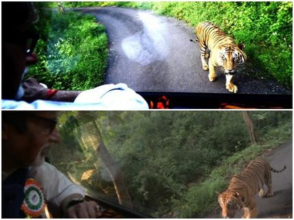 In Pics: Amitabh Bachchan Getting Chased By Tiger For 4 Km In Mumbai