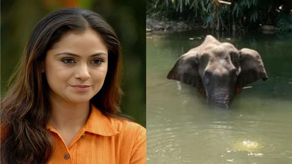 Pregnant Elephant Death: Actress Simran Is Heartbroken With This Inhuman Incident