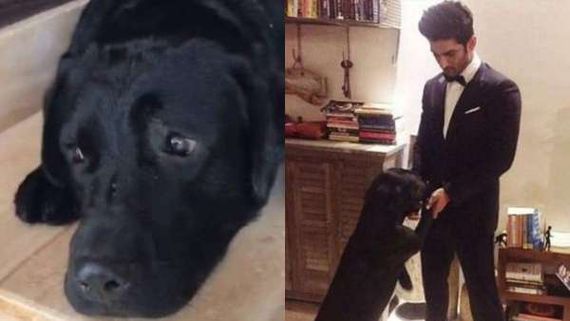 Pics Of Sushant Singh Rajput's Pet Dog Fudge Still Looking For The Late Actor Go Viral