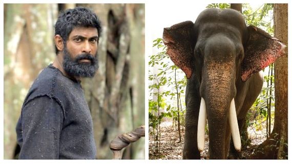 Here's Unni The Elephant, The Biggest Star From Haathi Mere Saathi