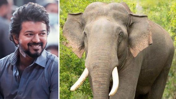 Animal Welfare Board Issues Notice To Vijay's Varisu Team For Using Elephants In The Shoot Without Permission
