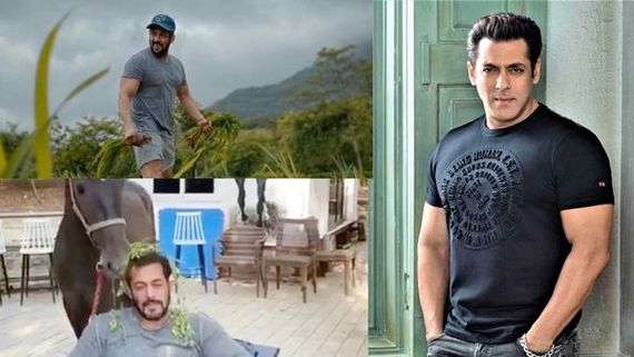 From Pool To Horse Stable: A Sneak Peak Into Salman Khan's Lush Panvel Farmhouse