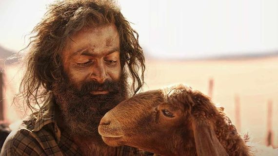 Aadujeevitham Kerala Box Office Collection: Prithviraj's Movie Becomes Fastest Malayalam Film To Cross ₹ 50 Cr