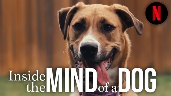 Inside The Mind Of A Dog Netflix Trailer, Release Date, And More