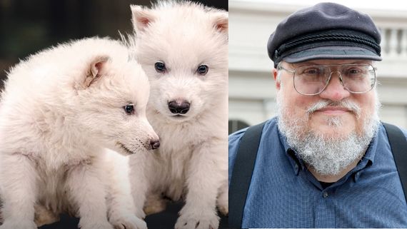 Direwolves De-extinction: Game of Thrones Author George R R Martin Involved In Bringing Ice Age Predator Back?