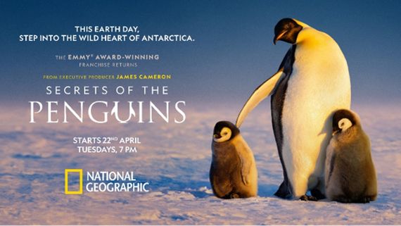 Secrets Of The Penguins Premiere Date: Revealing Breathtaking Cinematography & Never-Before-Seen Behaviours  