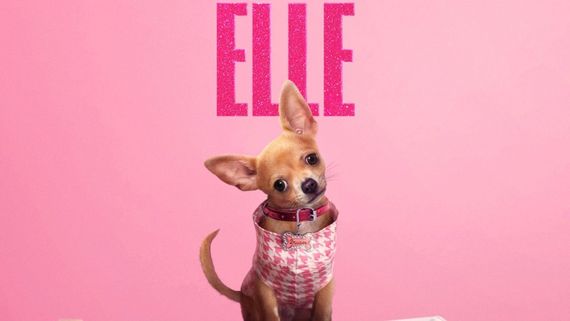 Elle Release Date Announced: Legally Blonde Prequel Set To Premiere On Prime Video In India