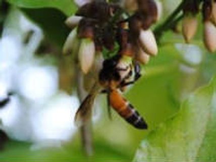 ಮಾಮರವೆಲ್ಲೋ ಕೋಗಿಲೆ ಎಲ್ಲೋ