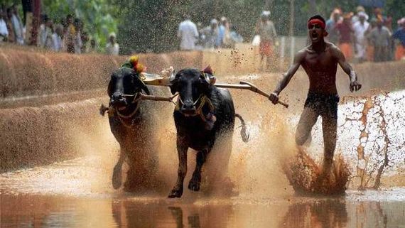 ಪುನೀತ್ ರಾಜ್ ಕುಮಾರ್ ನೆನಪಲ್ಲಿ ಕಂಬಳ: ಕರೆಗಿಳಿದ ಕೋಣಗಳು! 