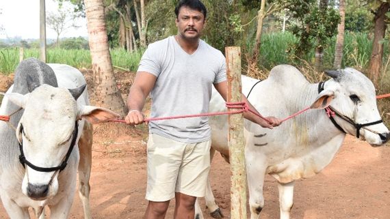 ದರ್ಶನ್ ಫಾರಂ ಹೌಸ್‌ನಲ್ಲಿ ಸಂಕ್ರಾಂತಿ ಆಚರಣೆ ಶುರು 