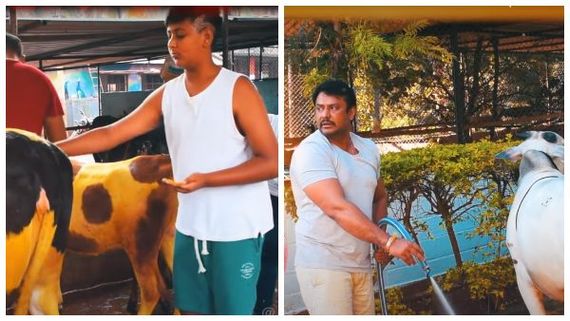  ತೋಟದಲ್ಲಿ ಪುತ್ರ ವಿನೀಶ್ ಜೊತೆ ದರ್ಶನ್  ಸಂಕ್ರಾಂತಿ ಸಂಭ್ರಮ ಹೇಗಿತ್ತು? ಇಲ್ಲಿದೆ ವಿಡಿಯೋ 