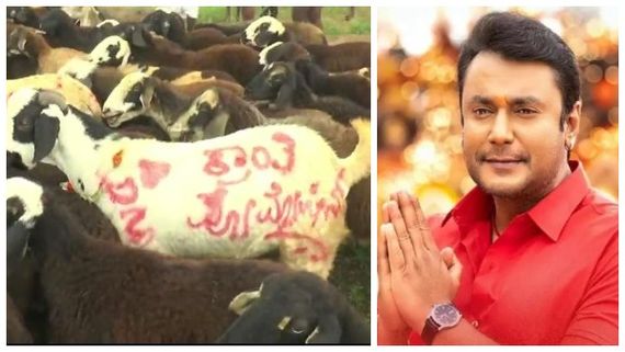 ಚಿತ್ರದುರ್ಗ: ಏಕಾದಶಿ ಉತ್ಸವದಲ್ಲಿ ಕುರಿಗಳ ಮೇಲೂ ದರ್ಶನ್ ಹೆಸರು