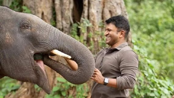 ಅಪ್ಪುಗೆ ಆನೆ ಎಂದರೆ ಭಯ-ಪ್ರೀತಿ-ಕಾಳಜಿ, ಇದಕ್ಕೆ ಕಾರಣವೂ ಇದೆ