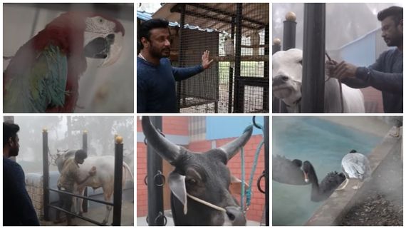 ತೂಗುದೀಪ ಫಾರ್ಮ್‌ಹೌಸ್‌ ಟೂರ್: ದರ್ಶನ್ ಮಿನಿ ಝೂಗೆ ಹೊಸದಾಗಿ ಬಂದ ಪ್ರಾಣಿ, ಪಕ್ಷಿಗಳು ಯಾವ್ಯಾವು? 