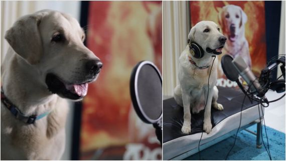 'ನಾನು ಮತ್ತು ಗುಂಡ 2' ಡಬ್ಬಿಂಗ್‌ಗೆ ಇಳಿದ ಸಿಂಬ; ಡಾಗ್ ಪ್ರೇಮಿಗಳಿಗೆ ಬರ್ತಿದೆ ಮತ್ತೊಂದು ಸಿನಿಮಾ  