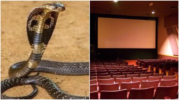 ಚಿತ್ರಮಂದಿರದ ಒಳಗೆ ನುಗ್ಗಿದ ಹಾವುಗಳು; ಸಿಬ್ಬಂದಿ ಕಂಗಾಲು, ವೀಡಿಯೋ ವೈರಲ್