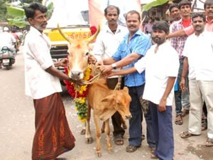 ஜீவாவின் ரௌத்திரம் ரிலீஸ்... பசு தானம் செய்த ரசிகர்கள்!