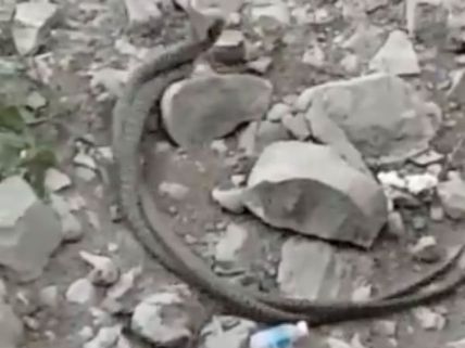  வெடுக் வெடுக் இடுப்பழகியின் படப்பிடிப்பை நிறுத்திய பாம்புகள்: ஷாக் வீடியோ