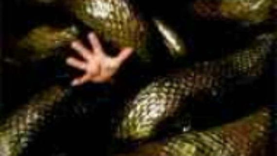 அனக்கோண்டா ரிட்டர்ன்ஸ்.. 20 வருஷம் கழித்து மீண்டும் மிரட்டப் போகுது அந்த பிரம்மாண்ட பாம்பு!