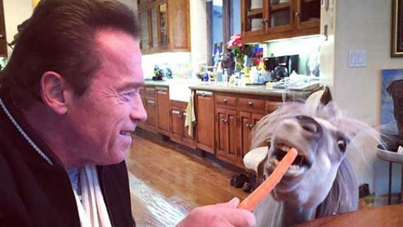  செல்லக் கழுதை லுலு.. விலங்குகளின் காதலன் அர்னால்டு !