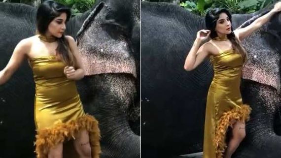 கிளாமர் போட்டோ ஷூட்.. யானையை பார்த்து பயந்து ஓடிய நடிகை.. தீயாய் பரவும் த்ரோபேக் வீடியோ! 