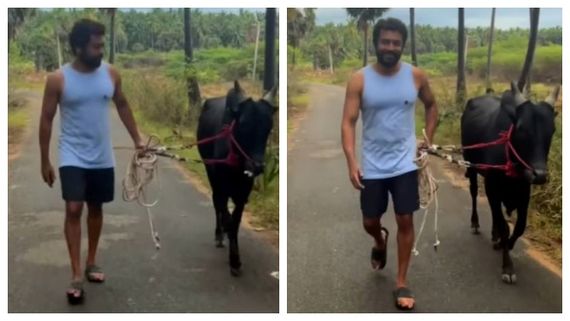 வாடிவாசல் மோடுக்கு மாறிய சூர்யா.. கையில் மாடுடன் என்னம்மா நடந்து வறாரு பாருங்க.. செம வீடியோ!