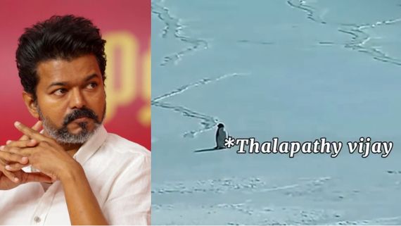 அந்த பென்குயினே எங்க அண்ணா விஜய் தான்.. வைரல் வீடியோவை வைத்து மீம்ஸ் போட்ட தளபதி ரசிகர்கள்!