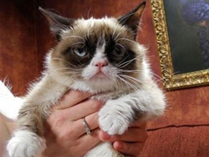 అదరకొట్టిన పిల్లి:  హాలీవుడ్‌ ఛాన్స్