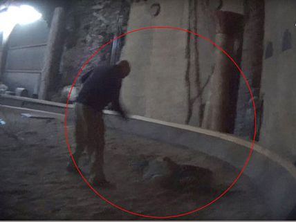 'లైఫ్ ఆఫ్ పై'  కేసు :  పులిని హింసించిన సాక్ష్యం (వీడియో) 